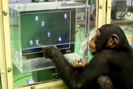 Šimpanz in števke 